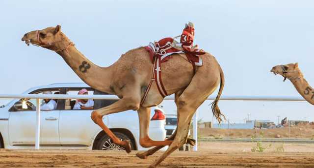 توجهم الأمير فهد بن جلوي.. كؤوس «الحقايق» بمهرجان ولي العهد للهجن.. «خليجية»