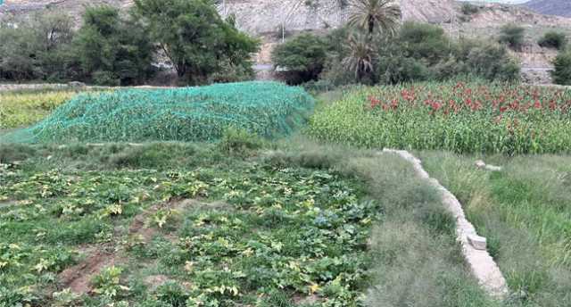 غطاء نباتي كثيف.. «وادي العرين».. جمال الطبيعة البكر