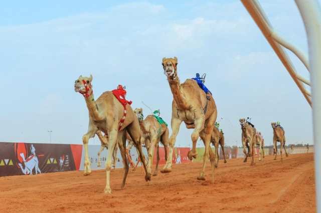 بحضور وزير الرياضة.. ” هامة ” الأفضل في الـ “ثنايا” بمهرجان خادم الحرمين الشريفين للهجن