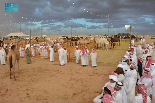 مُلّاك الإبل والمهتمون: مزاد نجران للإبل يُعزز الموروث الثقافي