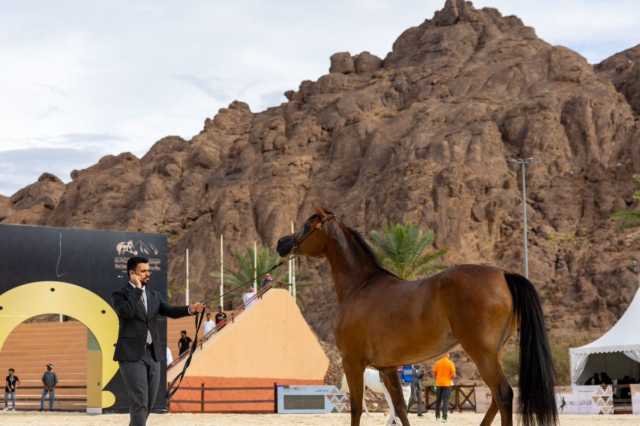 بطولة حائل الدولية لجمال الخيل العربية الأصيلة تواصل منافساتها في يومها الثاني