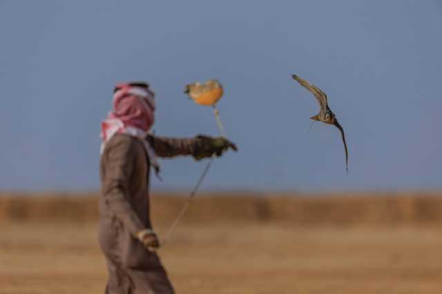 تنافس وإثارة في خامس أيام كأس نادي الصقور السعودي بحفر الباطن