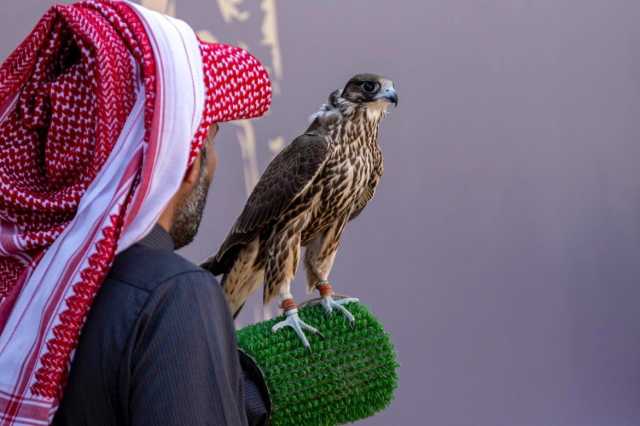 في اليوم قبل الأخير من منافسات كأس نادي الصقور بحفر الباطن.. أشواط المحترفين تشهد تألقاً بين الصقارين