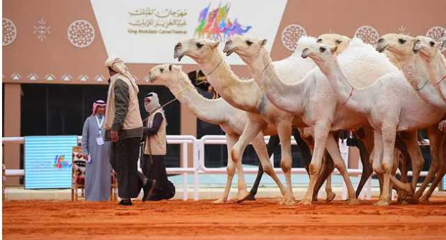 ارتفاع مبيعات مزادات الإبل بمهرجان الملك عبد العزيز