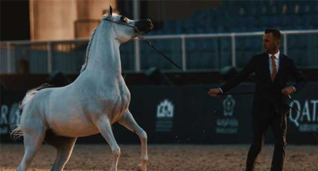 برعاية خادم الحرمين الشريفين… انطلاق العرض الدولي السابع لجمال الخيل العربية بالرياض