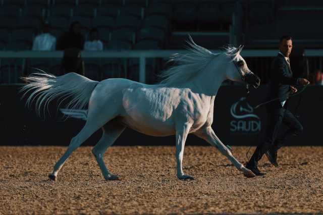 غدًا وبجوائز 10 ملايين.. انطلاق العرض الدولي السابع لجمال الخيل برعاية خادم الحرمين الشريفين