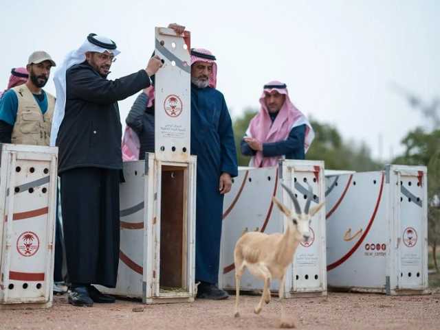 “الحياة الفطرية” يطلق 10 ظباء ريم في متنزه الزلفي الوطني