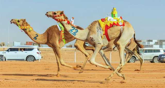 اليوم.. ختام مهرجان خادم الحرمين الشريفين للهجن