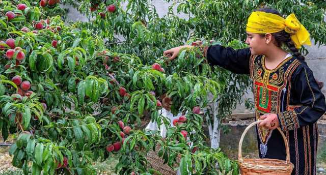 تعزيزاً للأمن الغذائي في المملكة.. فرص استثمارية لإنتاج البن والتين بالباحة