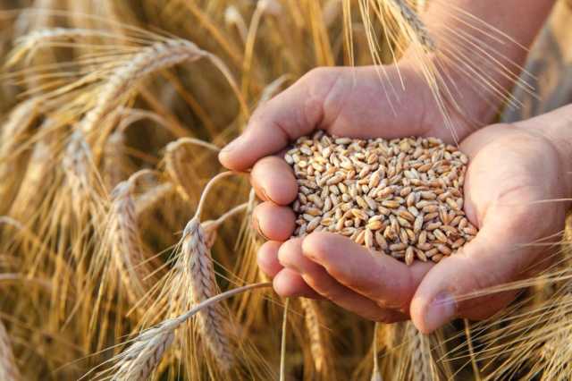 دراسة لـ4 أصناف جديدة من بذور القمح تتناسب مع الظروف البيئية للمملكة