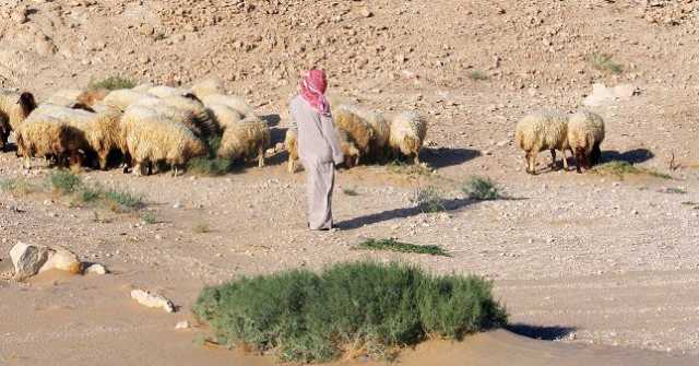 غدًا انتهاء مهلة إخراج المواشي المملوكة لغير السعوديين