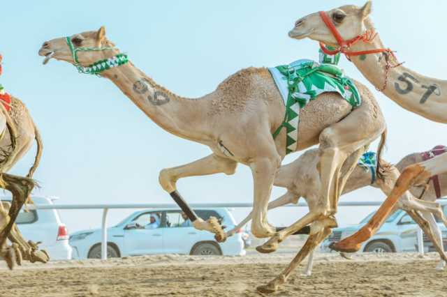 غداً انطلاق أشواط رموز الـ ” لقايا” بمهرجان ولي العهد للهجن