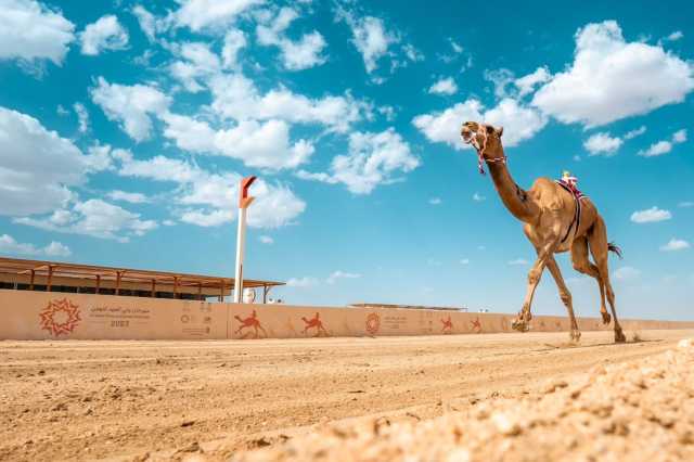 ” شاهين” تتوج بالشوط الرئيس في ختام الـ “جذاع”