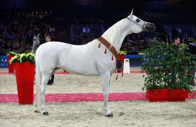 بطولة العالم للخيل العربية في الرياض