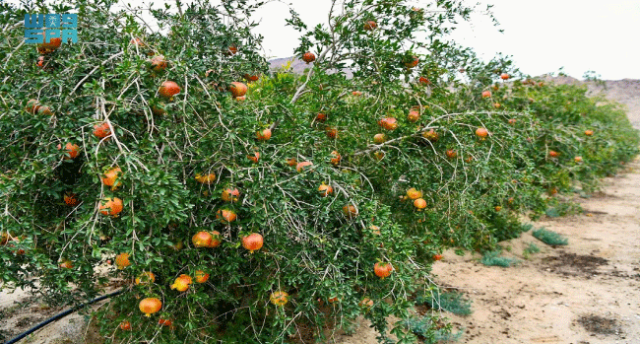 بساتين الفاكهة الموسمية في عسير تجذب السياح