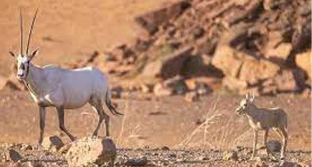 تكاثر المها العربي في محمية الملك خالد