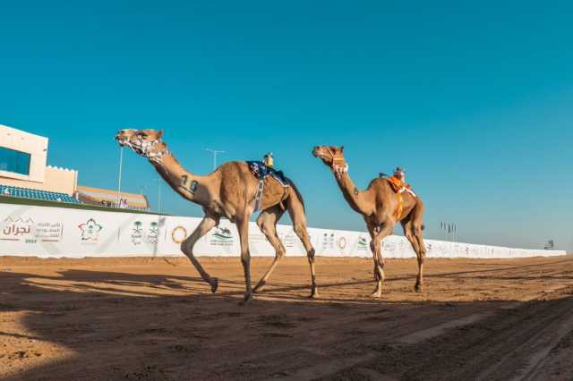 هجن عبد العزيز بن سعود بن نايف تكتسح فعاليات الـ “جذاع” بكأس الاتحاد السعودي