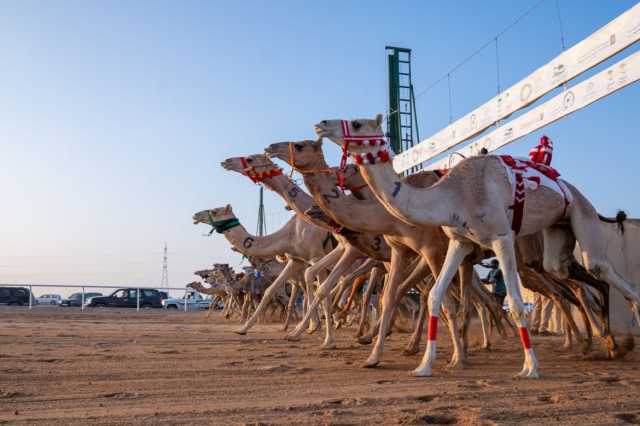 السعودية والإمارات أبطالا لـ “الأولمبية” للهجن في تبوك