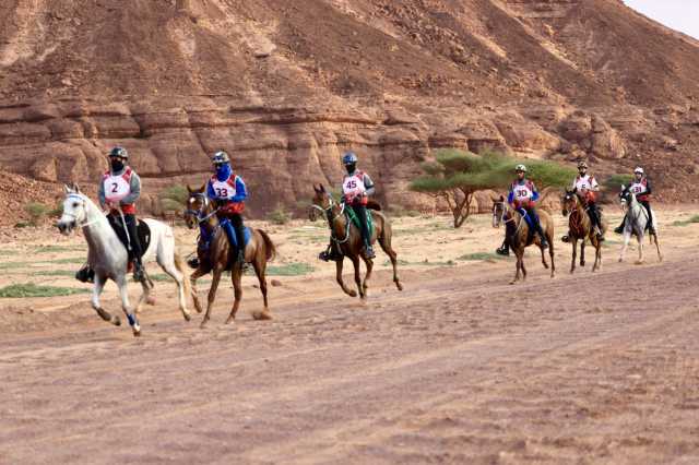 العلا تستضيف سباق كأس الشباب والناشئين للقدرة والتحمل