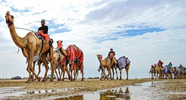 سفائن الصحراء ومهور النساء.. الإبل.. رفيقة العرب وأنيسة الترحال