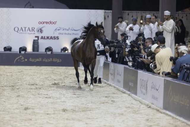 منافسة مثيرة لاستعراض جمال الخيل ضمن الجولة الثالثة لبطولة الجياد العربية في مسقط