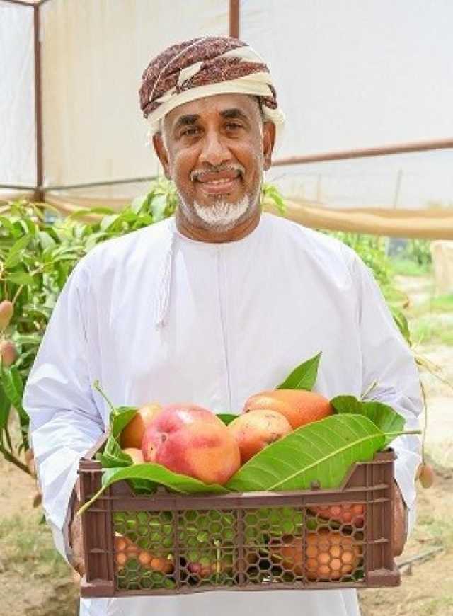 مزارع عماني ينجح في استثمار 30 فدانا لزراعة أصناف متنوعة من المانجو