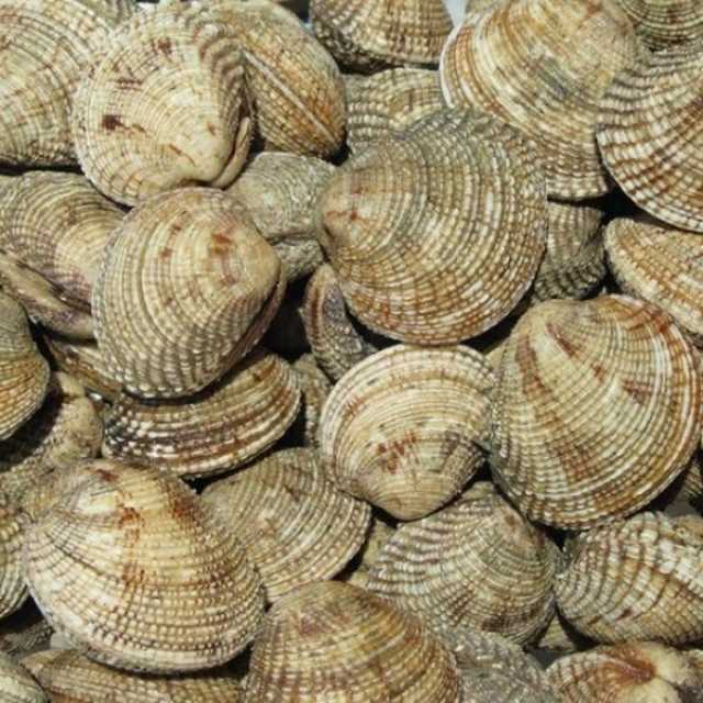 'الثروة الزراعية والسمكية' تواصل جهود صون ثروة بلح البحر في ظفار
