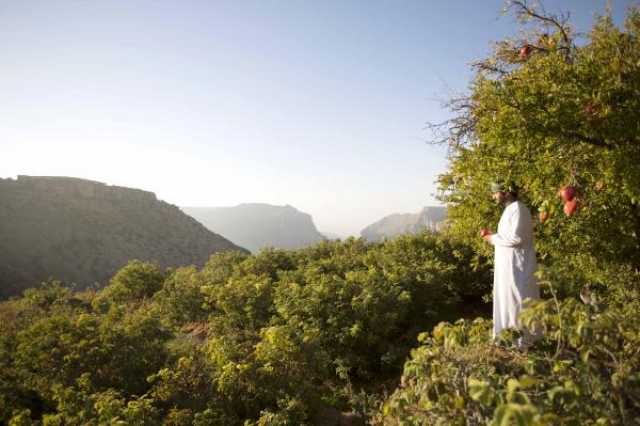 استكشف سحر موسم الرمان في أنانتارا الجبل الأخضر