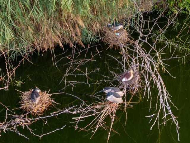 لأول مرة.. تسجيل تكاثر نوعين من الطيور في بحيرات الأنصب