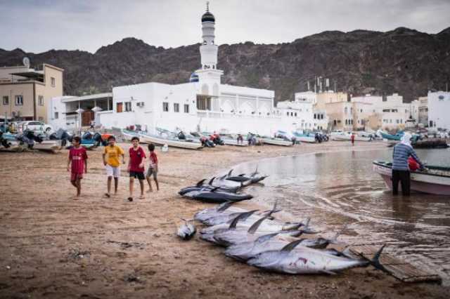 لجان 'سُنن البحر' في مسقط تُعزز جهود استدامة الثروة السمكية وتطوير قطاع الصيد