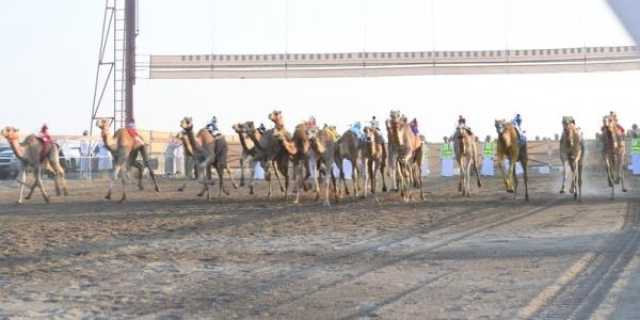 4000 ناقة وقعود من عُمان ودول الخليج تشارك في 'مهرجان البشائر السنوي'.. الإثنين