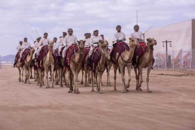 إشادة واسعة بمشاركة الهجانة السلطانية في 'جادة الإبل' بالسعودية