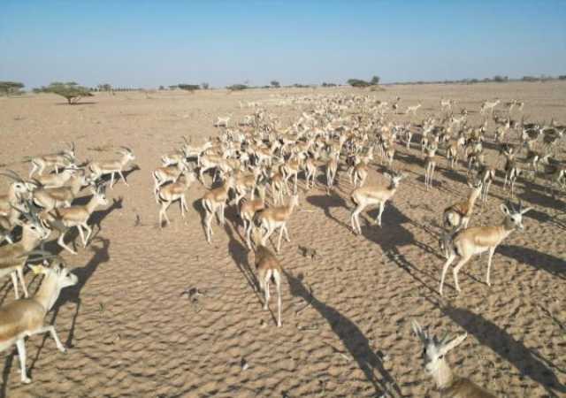 محمية المها العربية بهيماء.. وجهة للسياحة البيئية وموطن للحفاظ على الموائل الطبيعية