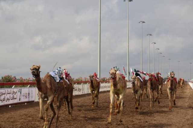 انطلاق منافسات مهرجان البشائر السنوي السابع للهجن بأدم