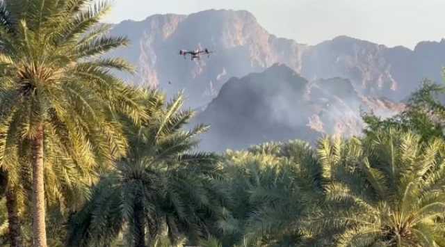 بدء أعمل الرش الجوي لمكافحة 'دوباس النخيل' في جنوب الباطنة