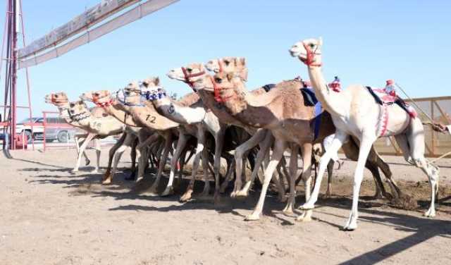 منافسات قوية في اليوم الثالث لـ'سباقات الهجن' بميدان صحار