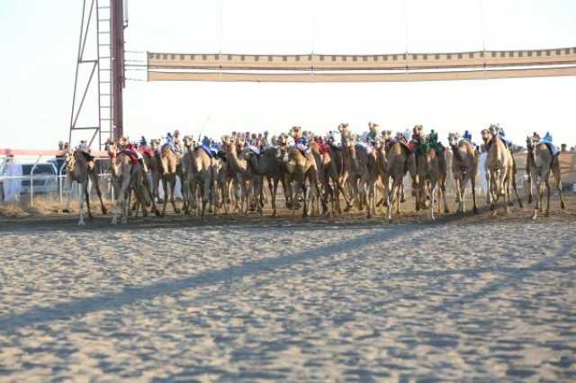 إعلان تفاصيل أشواط 'مهرجان كأس جلالة السلطان المعظم للهجن'