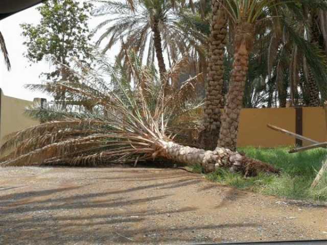 بالفيديو.. أمطار غزيرة ورياح نشطة على عدد من ولايات السلطنة