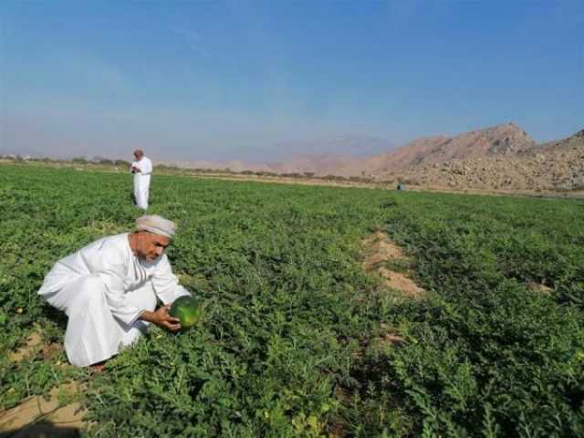 'مختبر الأمن الغذائي' يبحث تطوير الفرص الاستثمارية