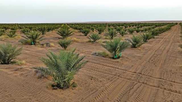 مزرعة الكامل والوافي.. مشروع رائد لتعزيز ثروة النخيل وإنتاج الأصناف عالية الجودة