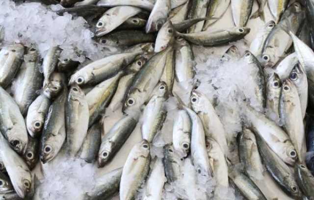الفارسي: استخدام طرق صيد ضارة يُهدد استدامة المخزون السمكي