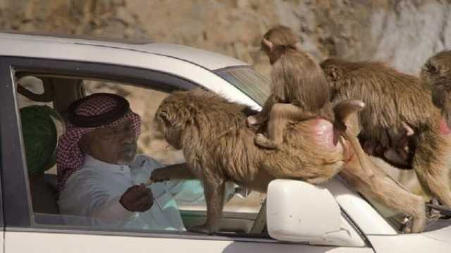 بالفيديو.. أزمة متكررة في السعودية بسبب 'قرود البابون'