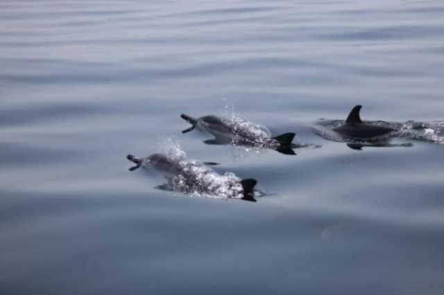 رصد 7 مشاهدات بأعداد مختلفة لأنواع من الدلافين في مسندم ضمن مشروع مسح أنواع الثدييات البحرية