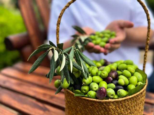 انطلاق مهرجان حصاد الزيتون في الجبل الأخضر.. 21 سبتمبر