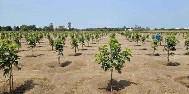 زراعة 16 ألف شجرة تين عضوي بشمال الباطنة