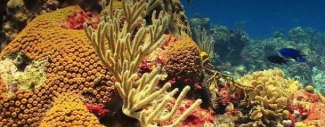تنفيذ مسح لإنزال الشعاب المرجانية الصناعية في ضلكوت
