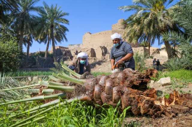 انطلاق حملة مكافحة 'سوسة النخيل الحمراء' في الظاهرة.. الأحد