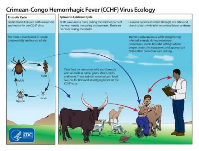 انتقل من أفريقيا إلى أوروبا.. فيروس CCHF يقتل 40% من المصابين به