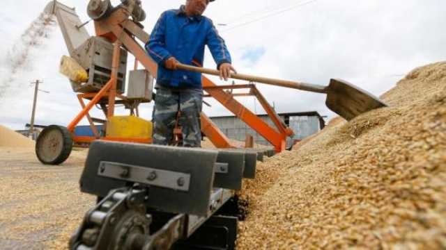 ارتفاع أسعار القمح لأعلى مستوى في أسبوعين بفعل الطلب العالمي و'حرب غزة'
