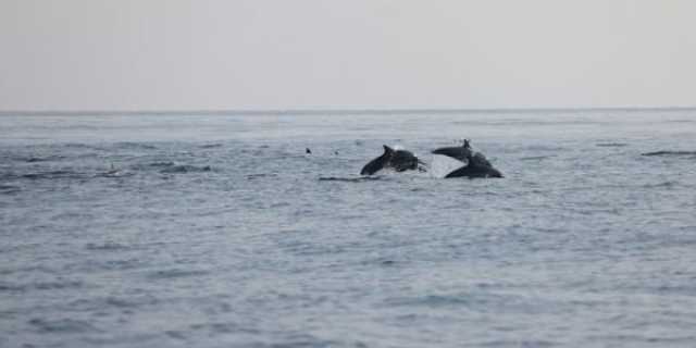 تسجيل 3 أنواع من الدلافين في مياه مسندم ضمن مشروع مسح الثدييات البحرية